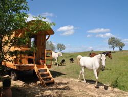 Unusual stay in Gypsy caravan in Provence.